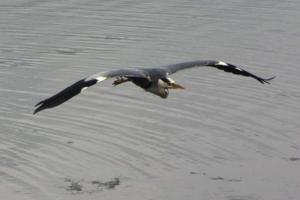 heron in flight