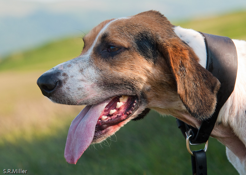 Hound Dog
