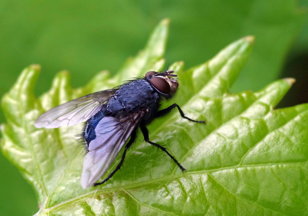 house fly