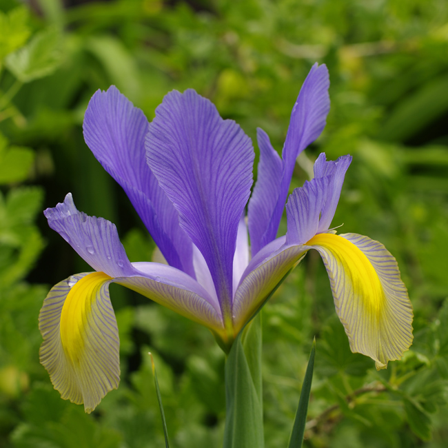 Iris