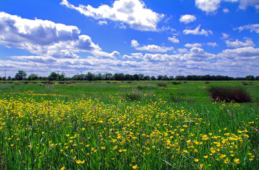 Meadow