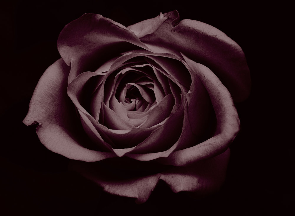 Pink Rose