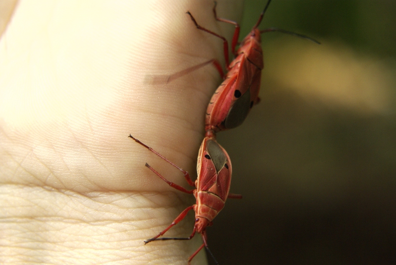 Red Bug on Myhand Chiang Mai Thailand