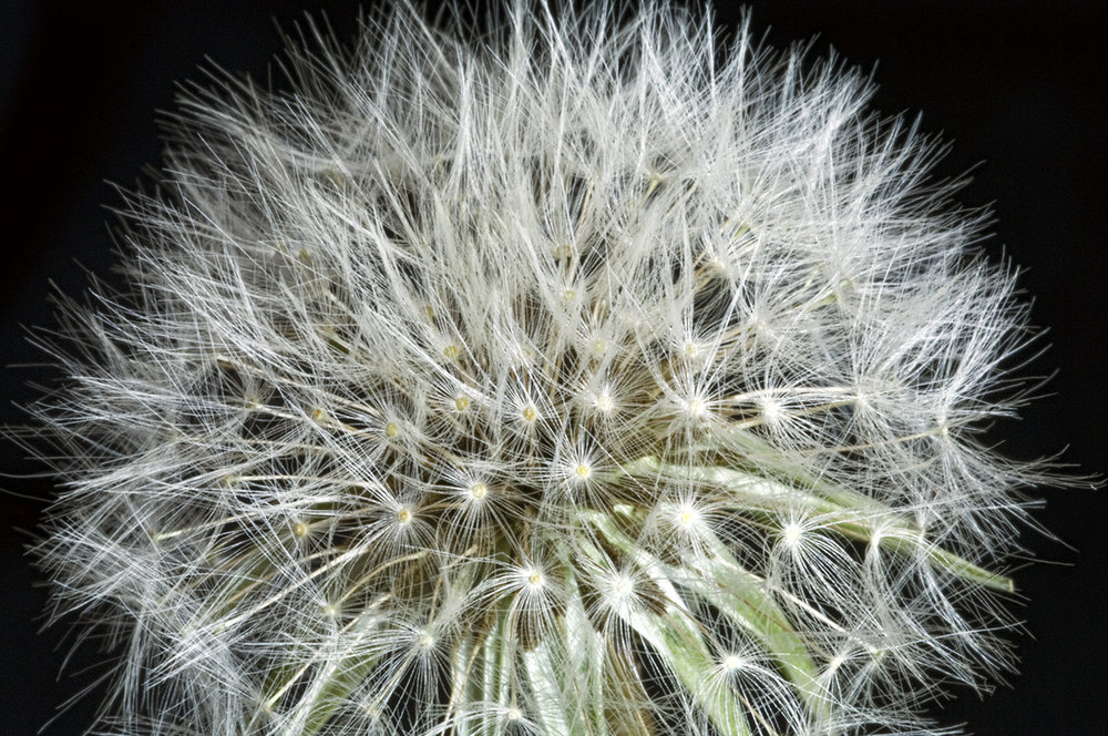 Seeds