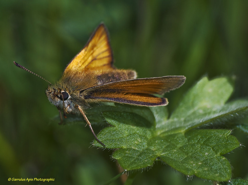 Thymelicus flavus (Small Skipper)