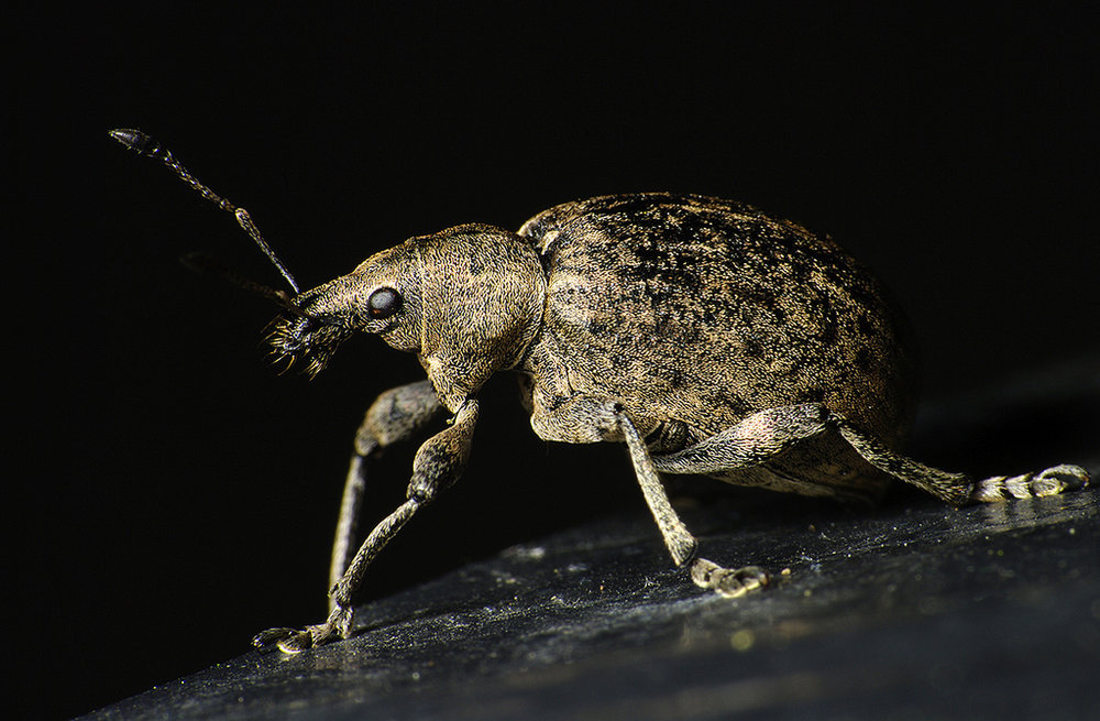 Bo  (Weird Bug)