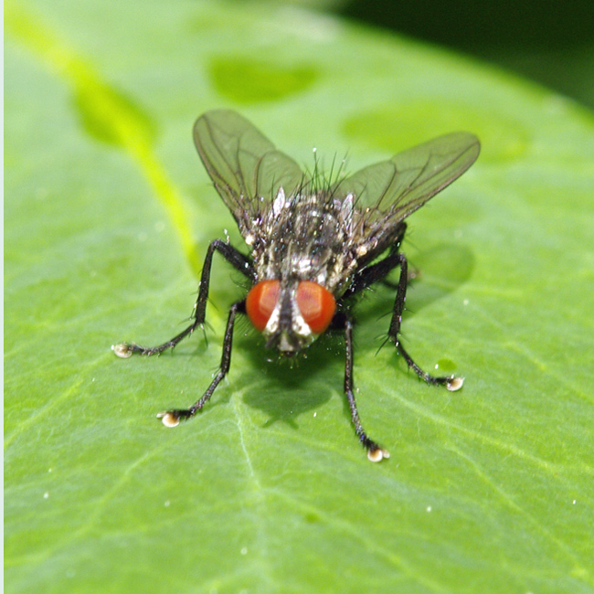 What strange feet you have Mr fly!
