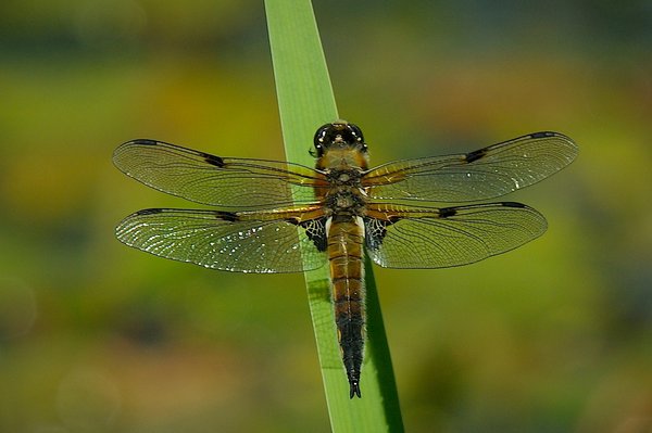 4 spot chaser