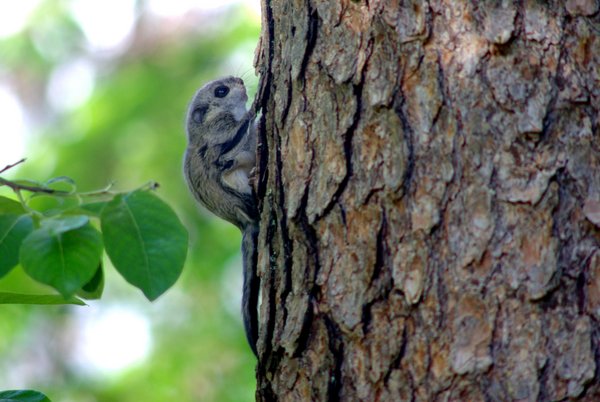 A juvenile flying squirrel