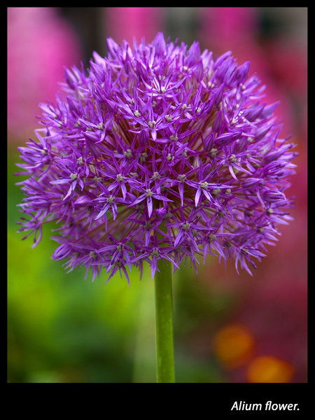 alium flower