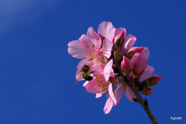 almond tree blossoms