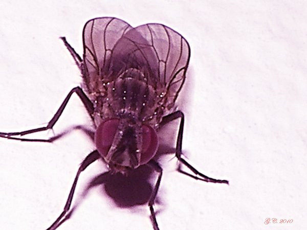 Andy's Fly