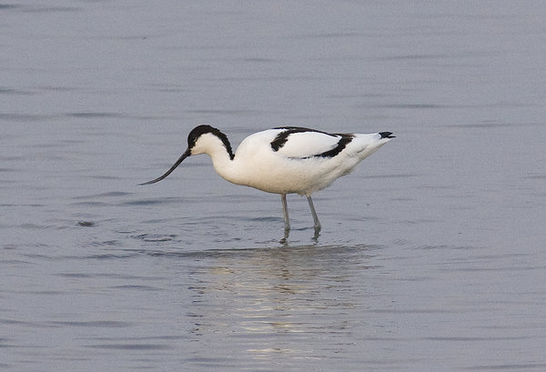 Avocet