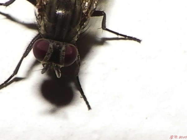 Blindfly (moscacieca)
