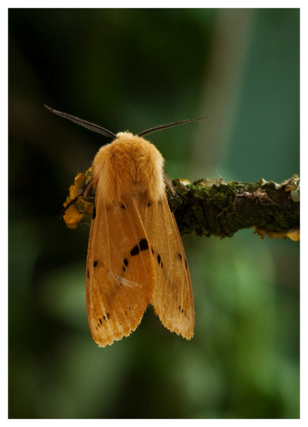 Buff ermine moth