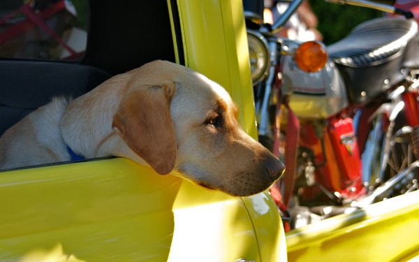 Car-Show Dog