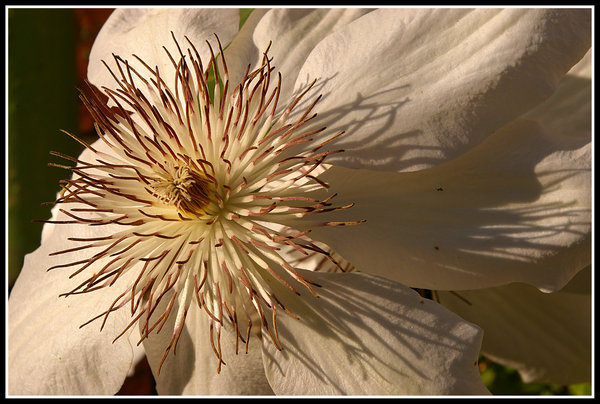Clematis Flower