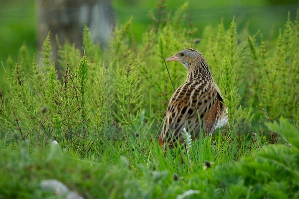 Corncrake