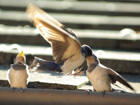 feeding time on the roof