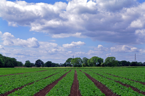 Field of Rows