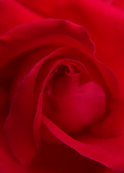 First rose of the season