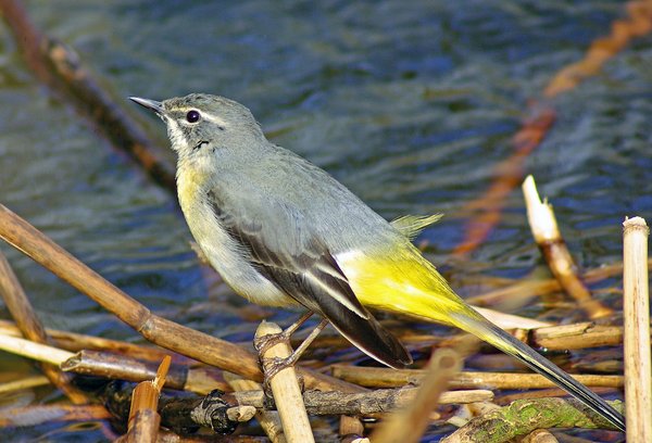 Grey Wagtail