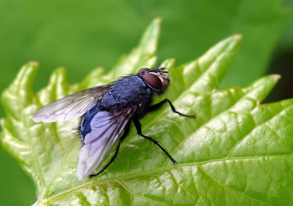 house fly