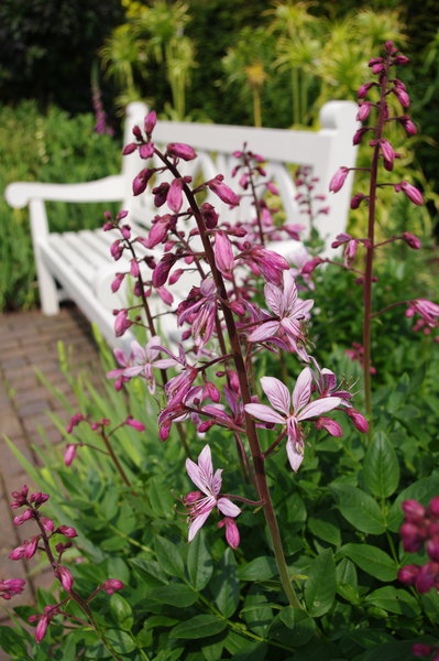 In the garden