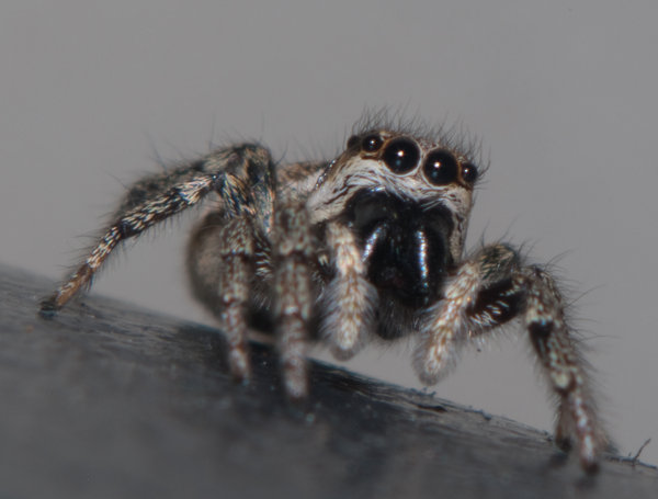 Jumping Spider