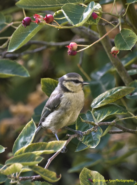 Juvenile Blue Tit (Parus caeruleus)