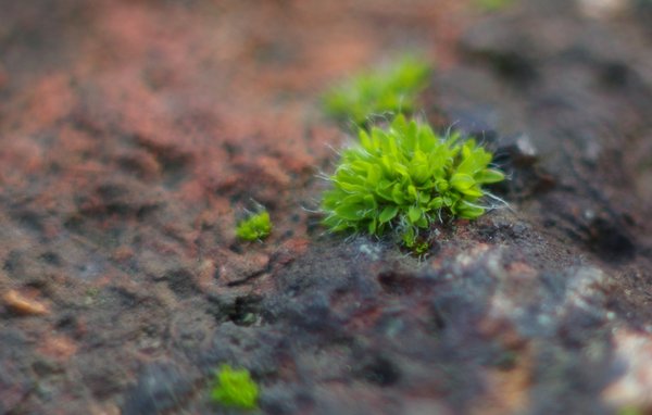 Moss