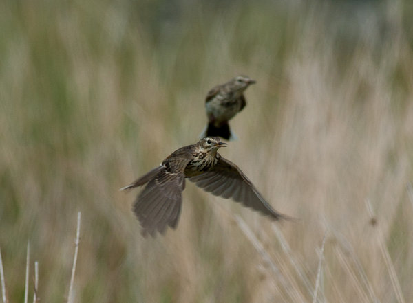 On the Wing