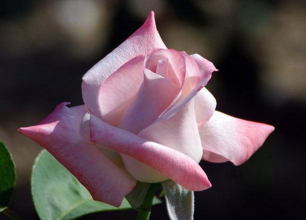 Pink Rose