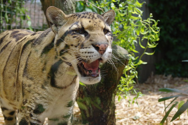 Posey Clouded leopard