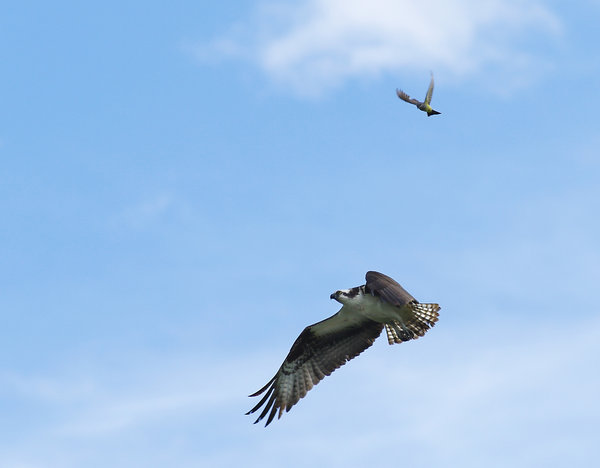 retreating osprey 2
