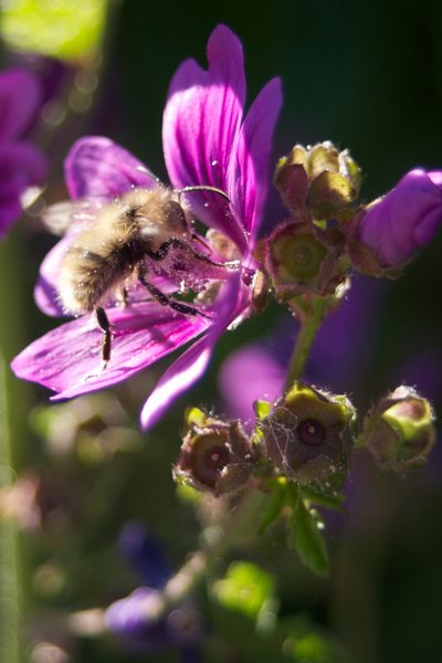 Summer Bee Purple