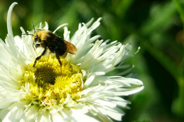 Summer Bee White