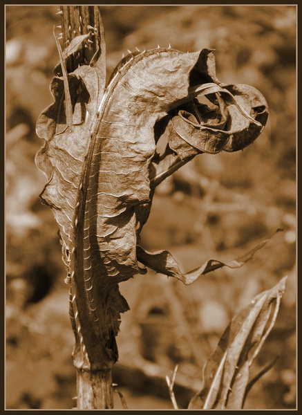 Summer's End