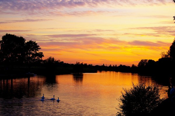 Sunset Swans