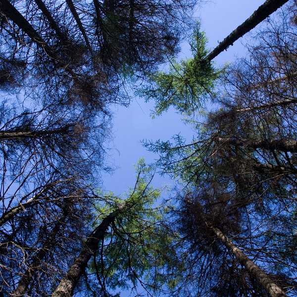 Tatra trees