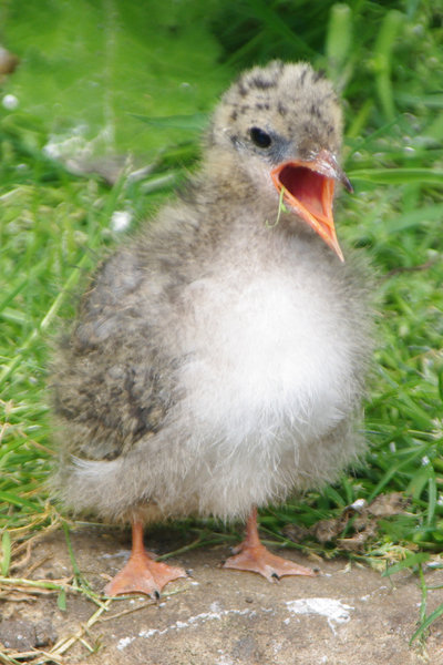 tern chick