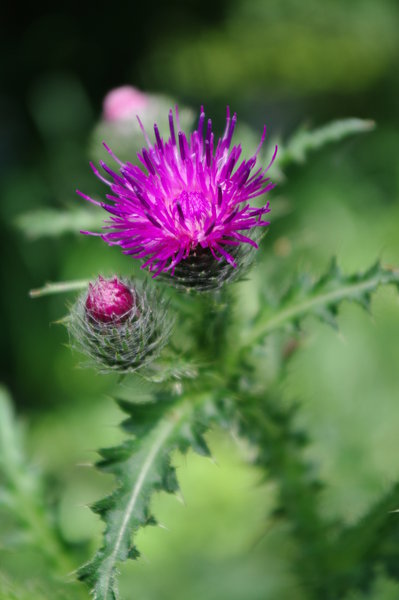 Thistle