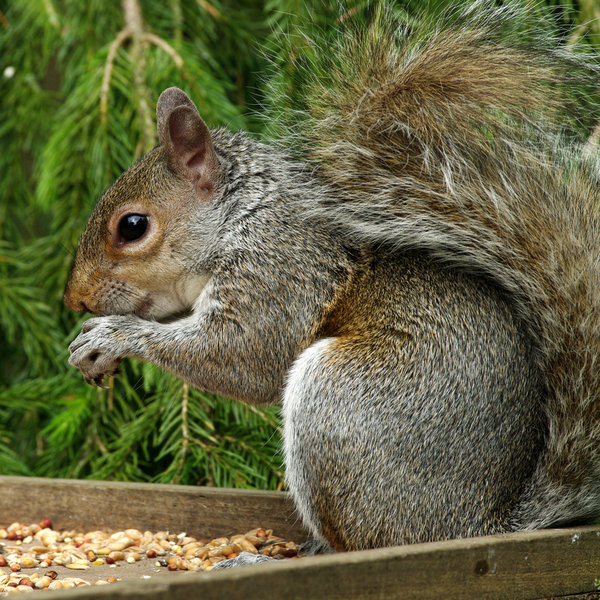 Tree Rat!