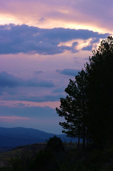 Trees and the Sky