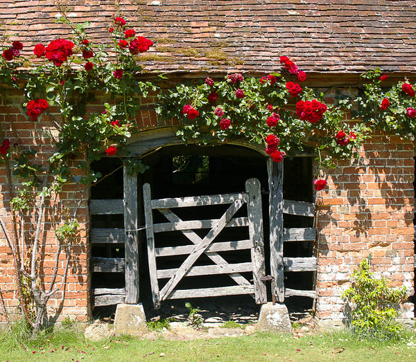 Veal Pen and Roses