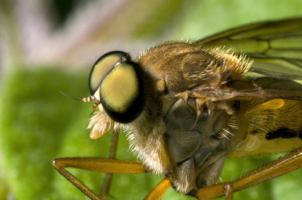 What kind of fly am I....