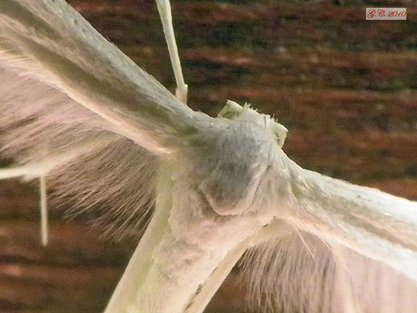 White moth