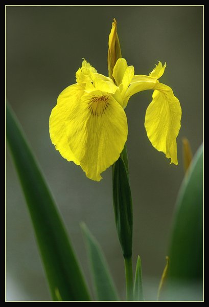 Yellow Iris