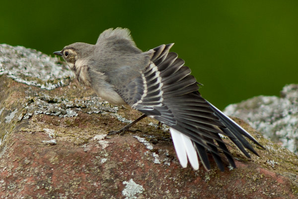 Young Pied Wagtail