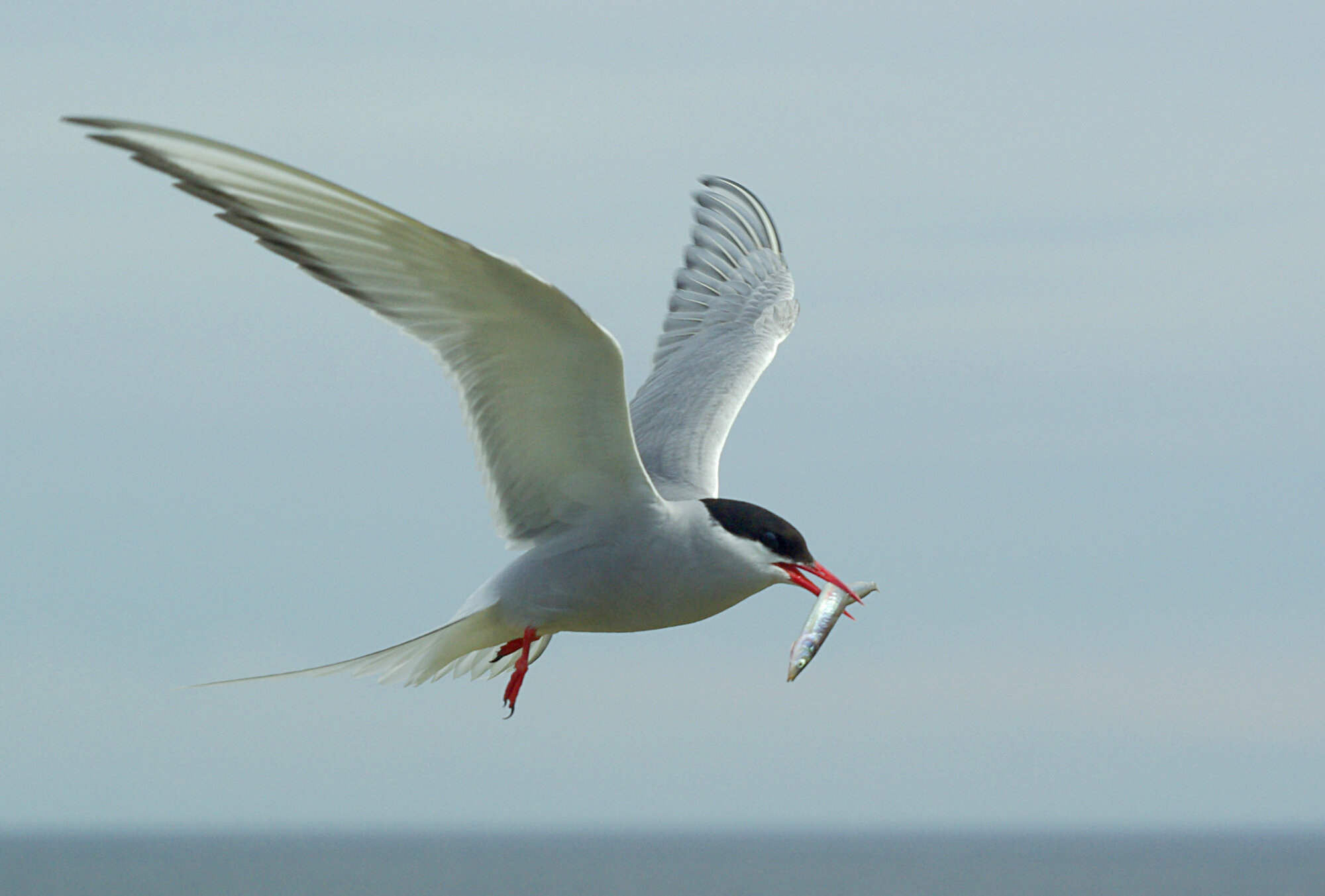 Arctic Tern with Sand Eel, Farne Islands, July 2010